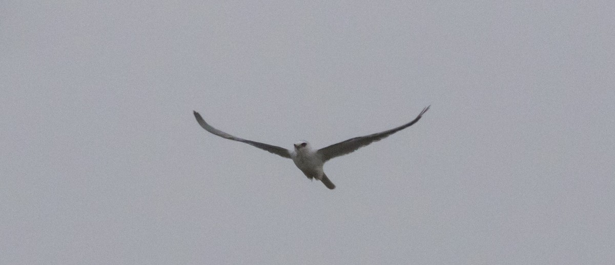 White-tailed Kite - ML315854251
