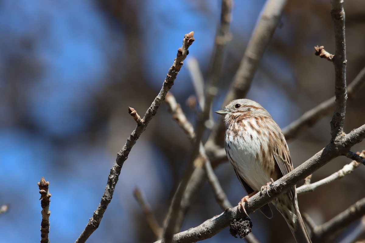 Song Sparrow - ML315855171