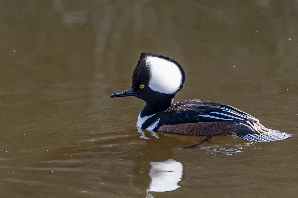 Hooded Merganser - David Badke