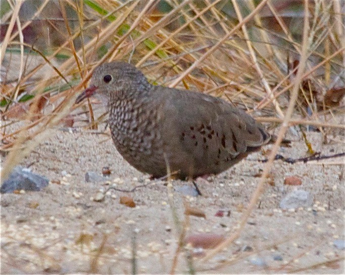 Common Ground Dove - Karl Overman