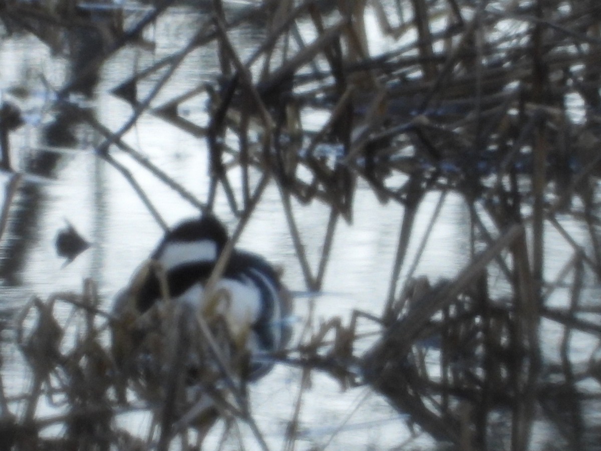 Hooded Merganser - ML315857801