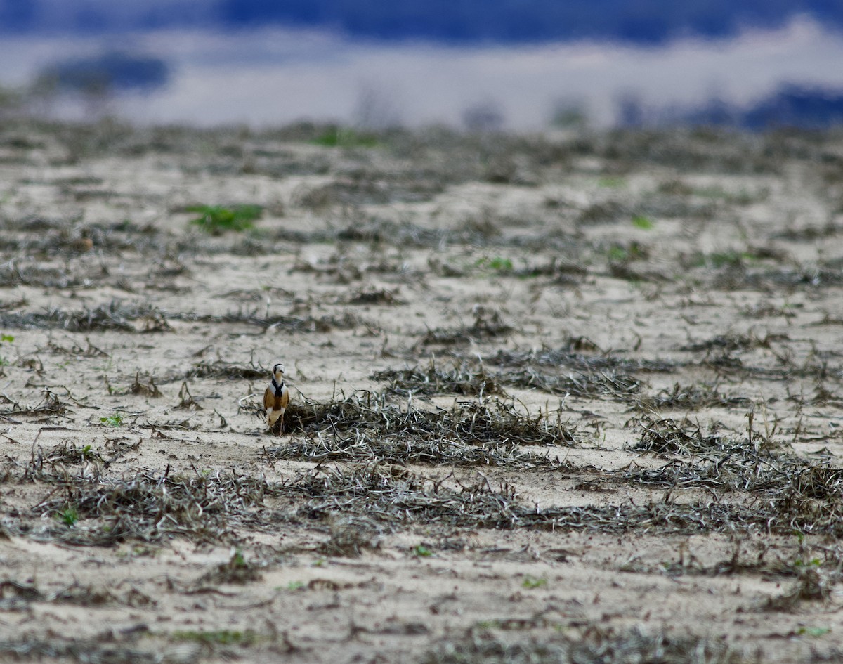 Inland Dotterel - ML315859621