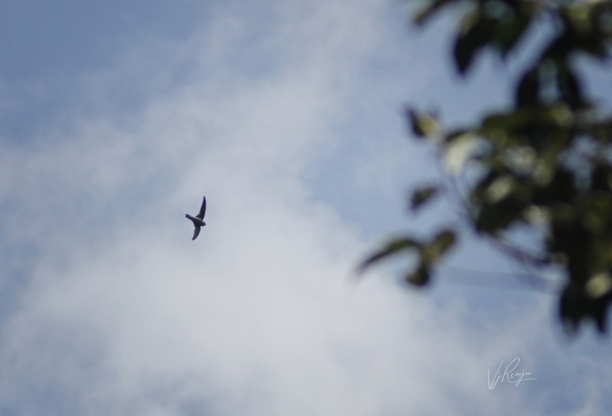 Indian Swiftlet - Renjith V J