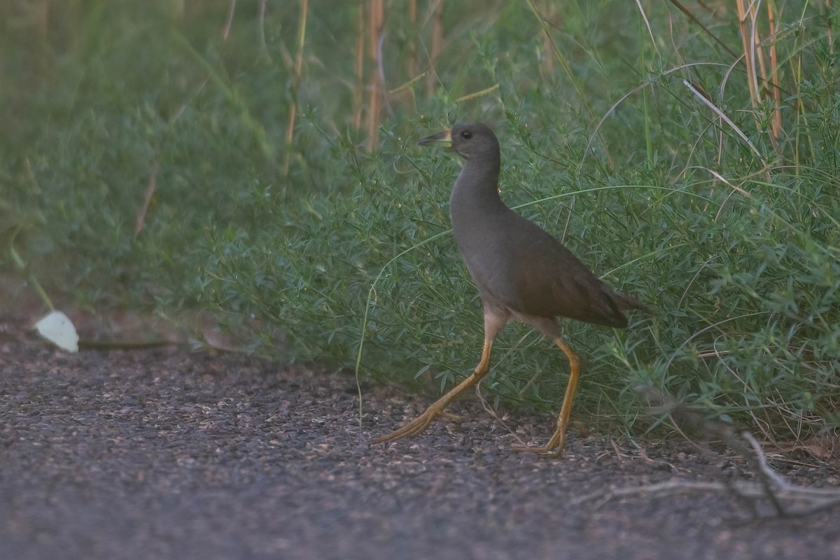 Pale-vented Bush-hen - ML315861011