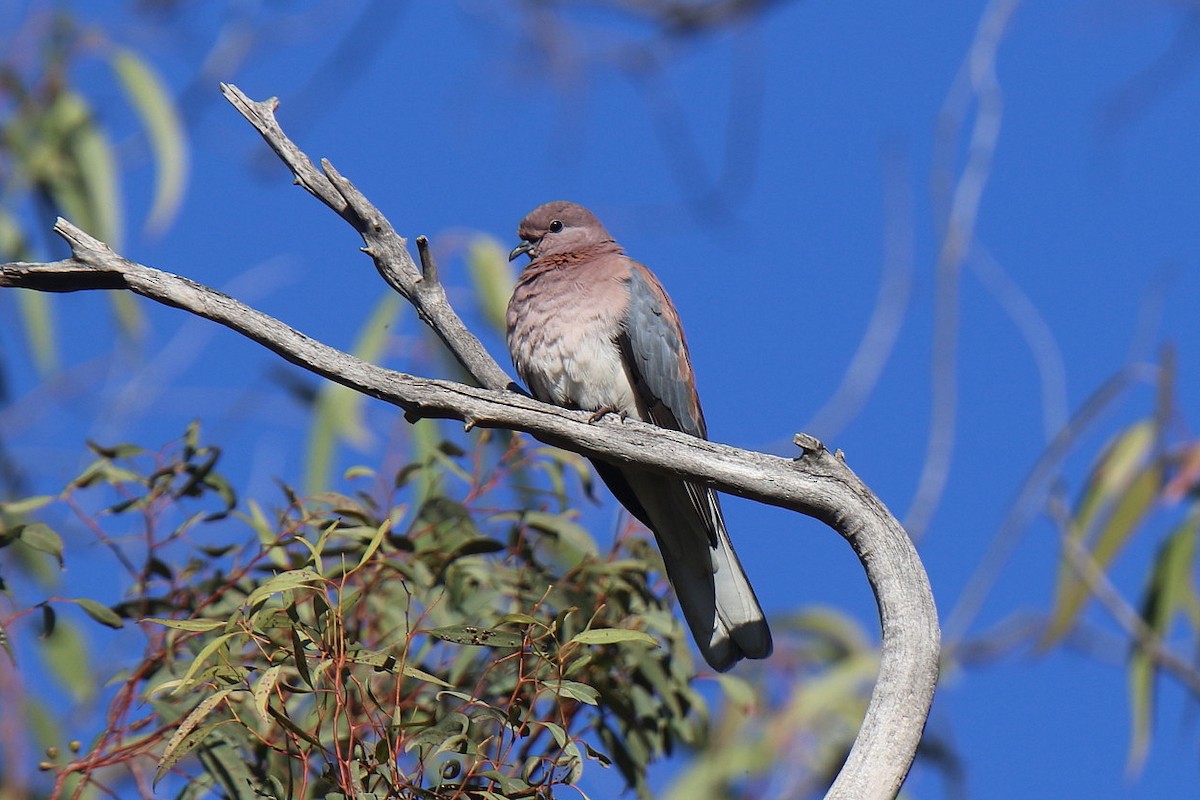 Laughing Dove - Ian Thompson