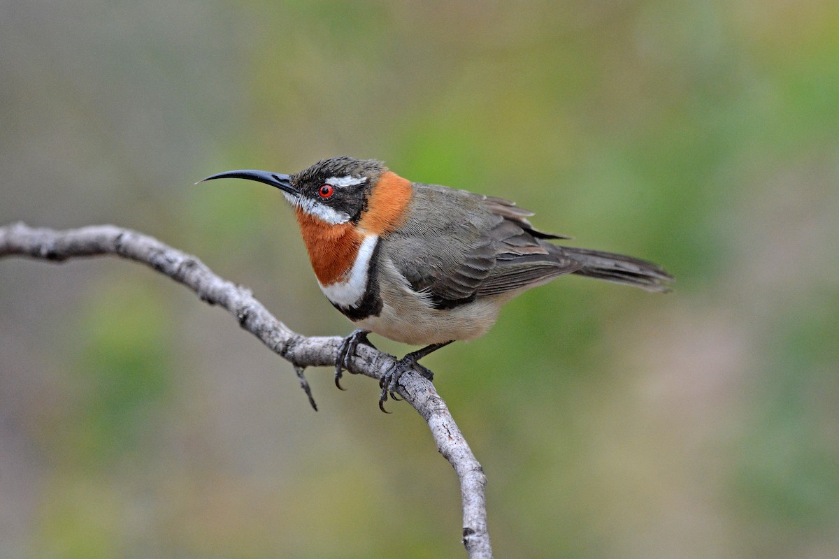 Western Spinebill - Gerald Allen