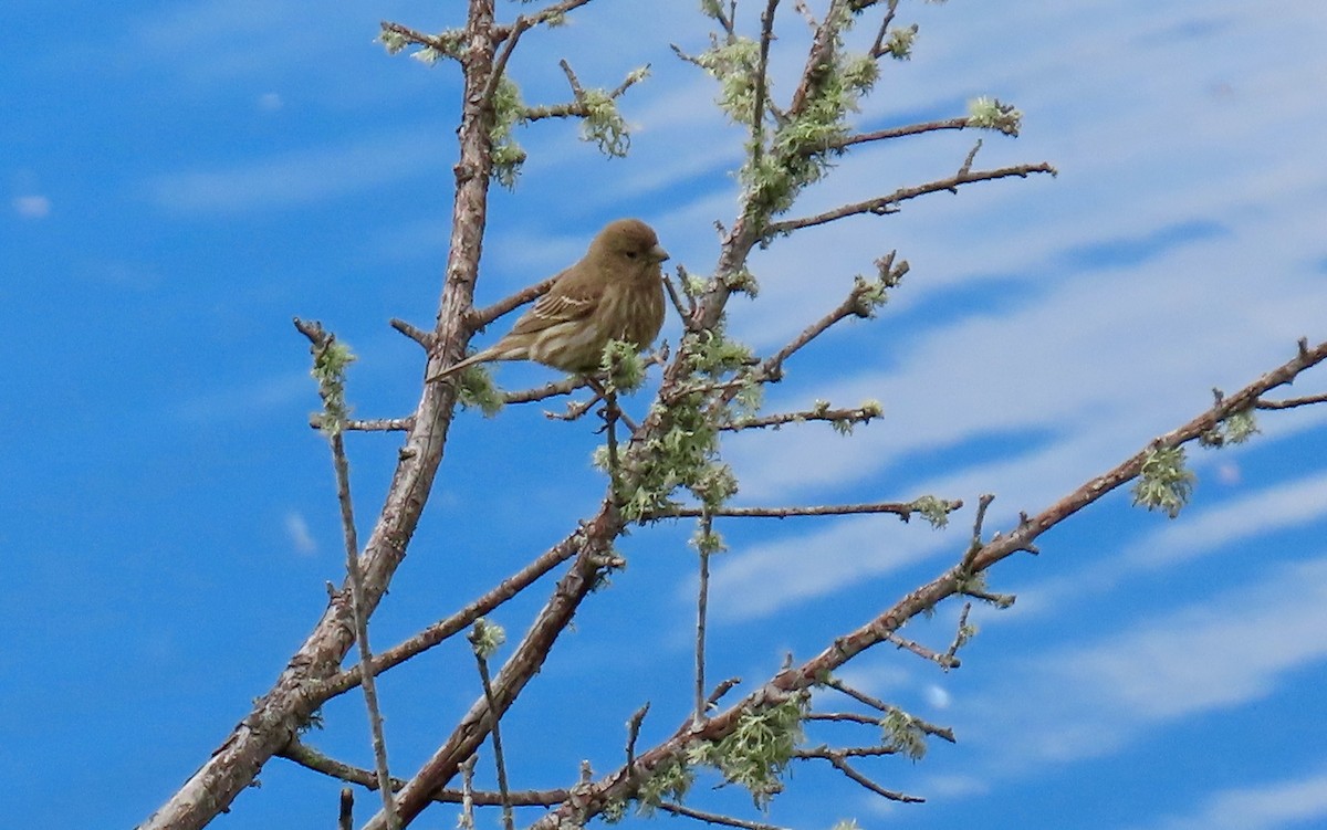House Finch - ML315862651