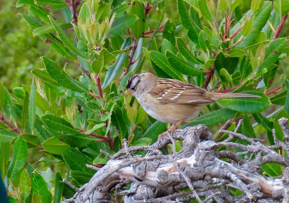 White-crowned Sparrow - ML315862661
