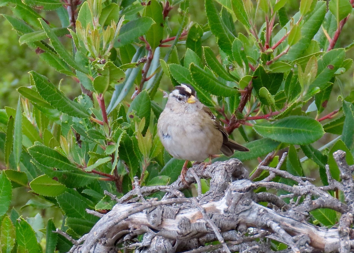 White-crowned Sparrow - Petra Clayton