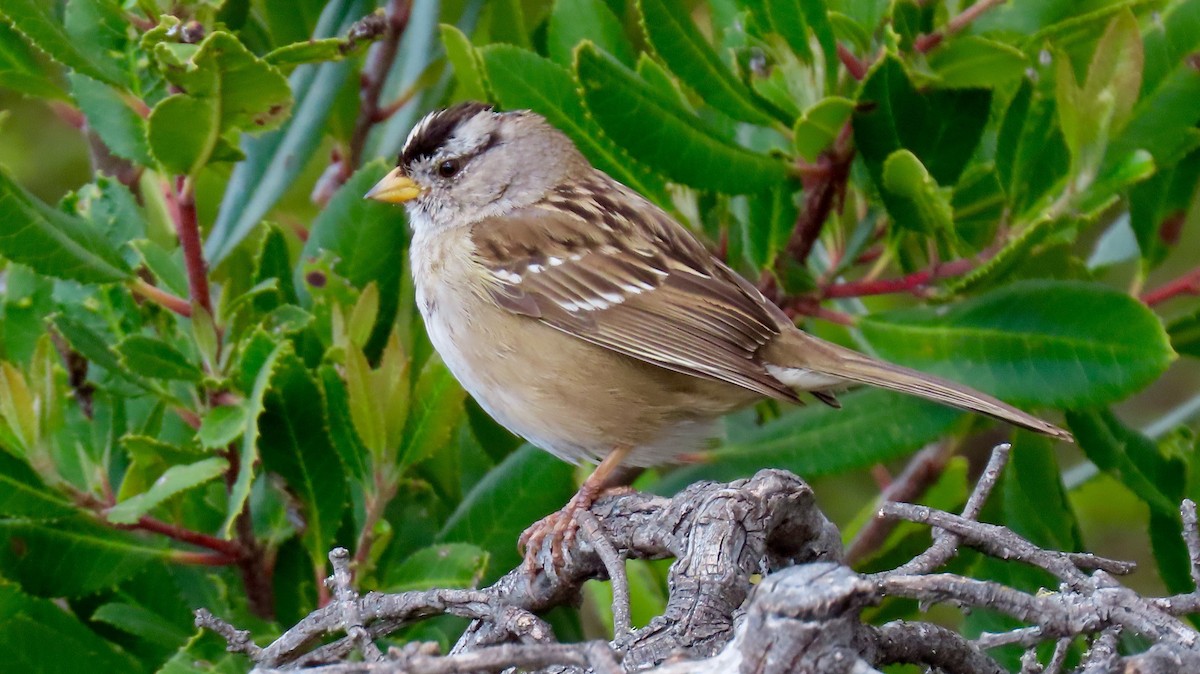White-crowned Sparrow - ML315862691