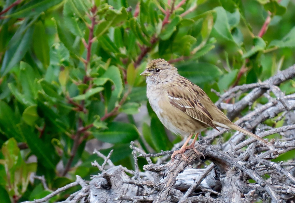 Golden-crowned Sparrow - ML315862701