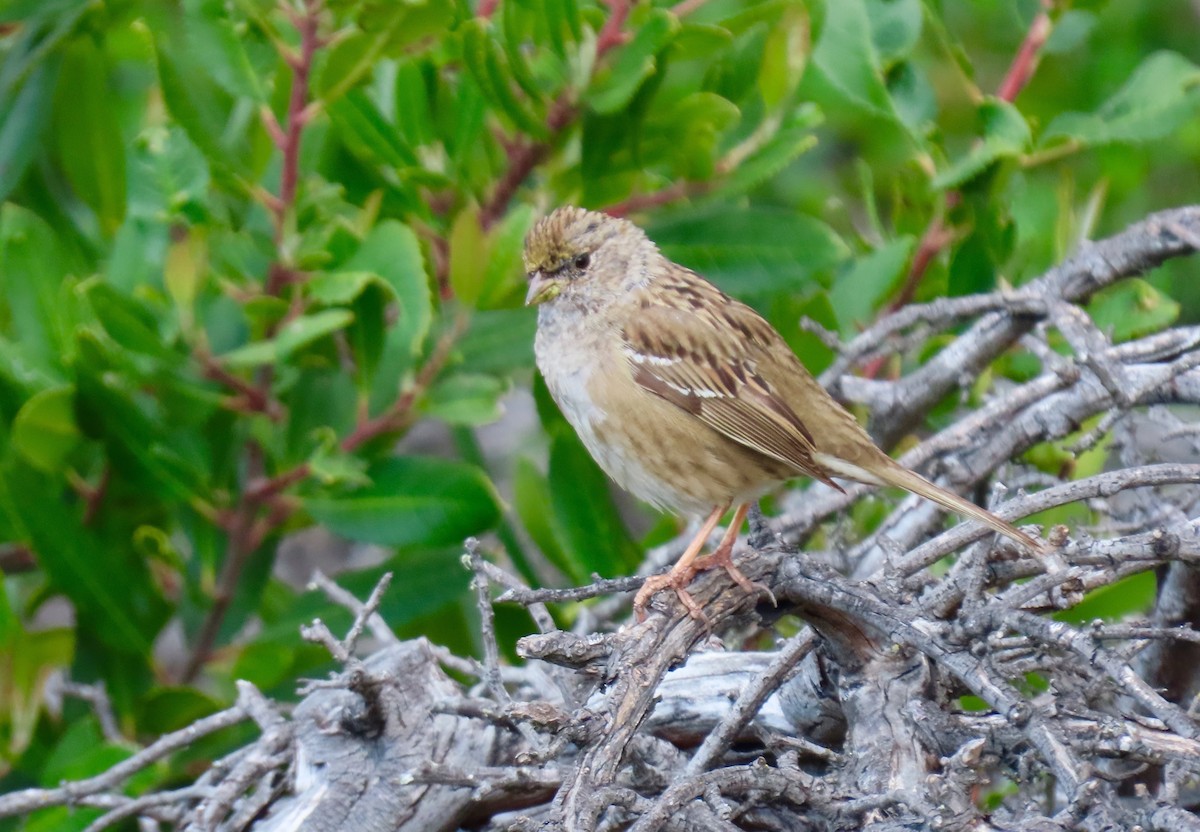 Golden-crowned Sparrow - ML315862711