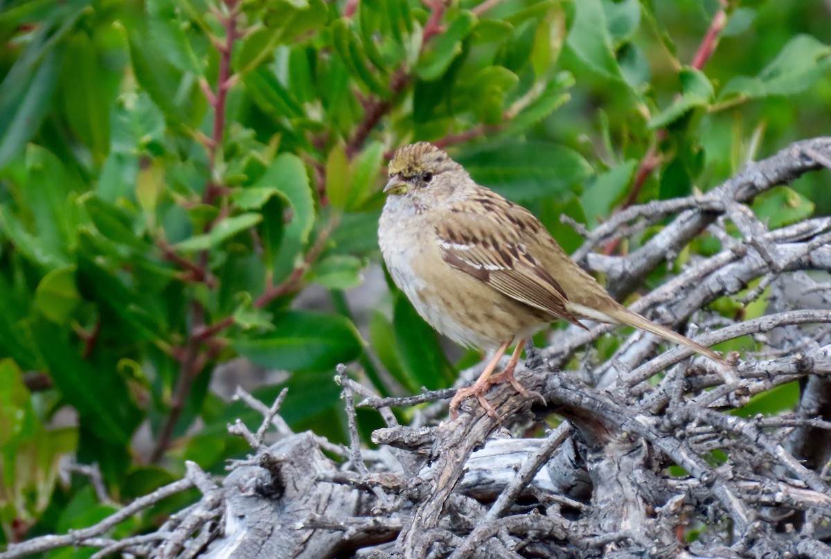 Golden-crowned Sparrow - ML315862731