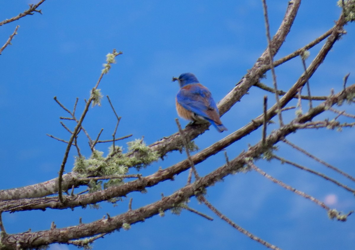 Western Bluebird - ML315862741