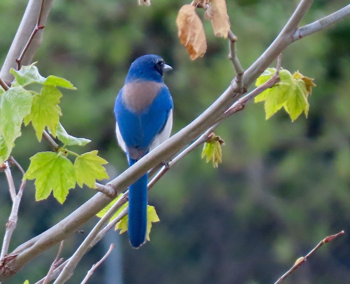 California Scrub-Jay - ML315862751