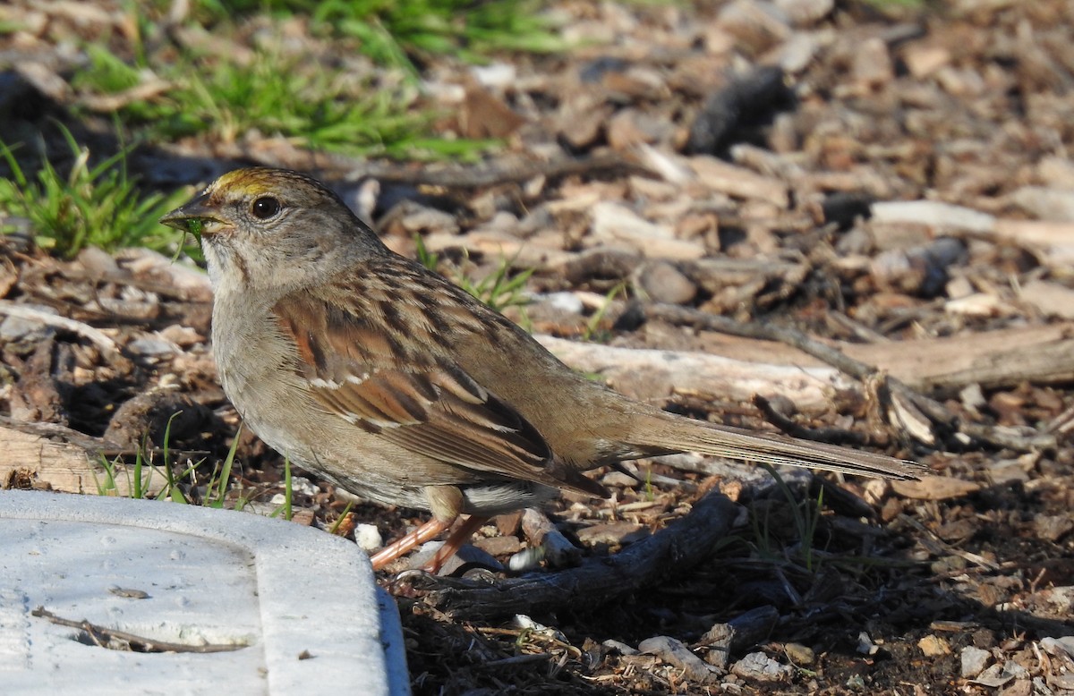 Golden-crowned Sparrow - ML315864631