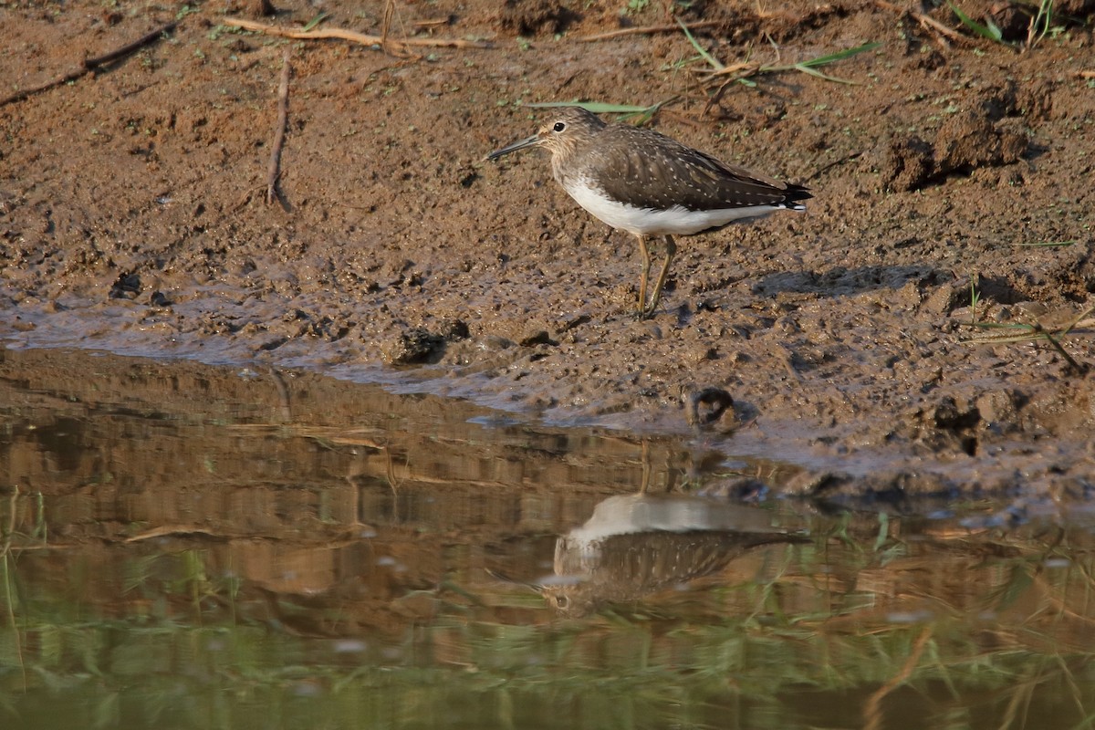 Green Sandpiper - ML315865181