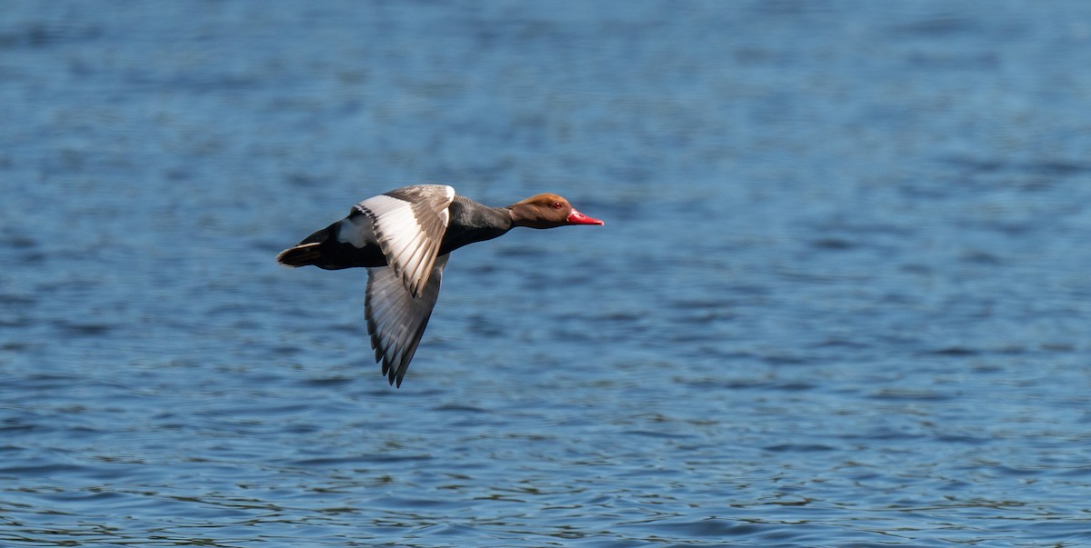 Red-crested Pochard - Rui Pereira | Portugal Birding