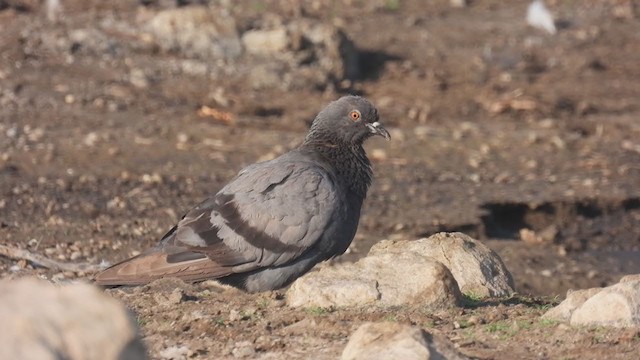 Rock Pigeon (Feral Pigeon) - ML315867651
