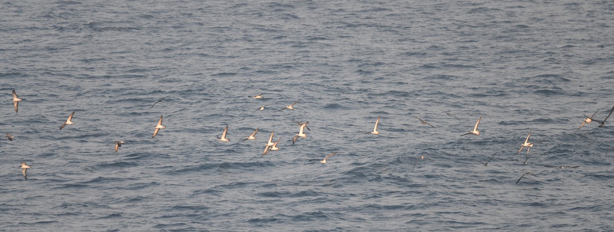 Streaked Shearwater - ML315867731