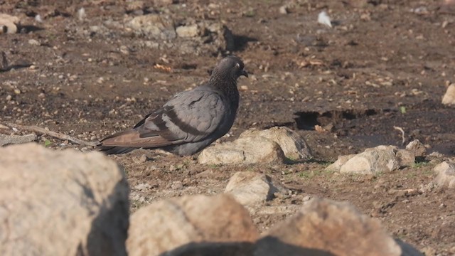 Rock Pigeon (Feral Pigeon) - ML315868031