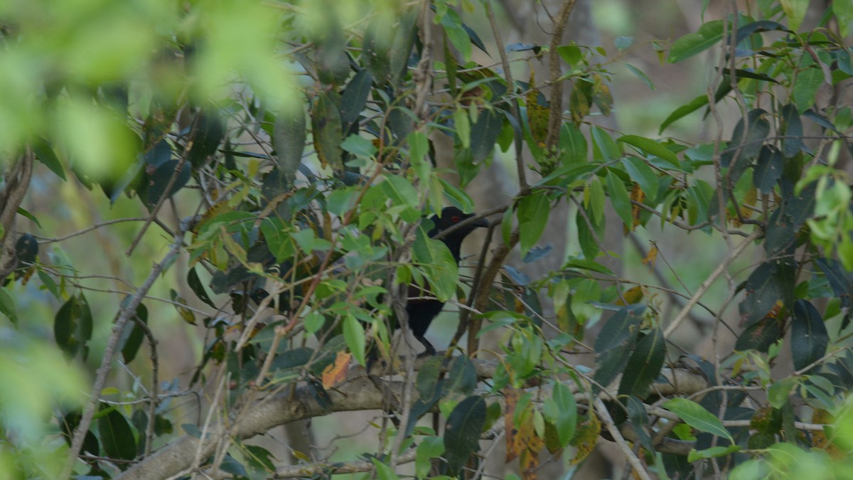 Greater Coucal - ML315868651