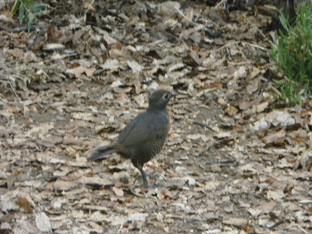 Braunkehltapaculo - ML315868921