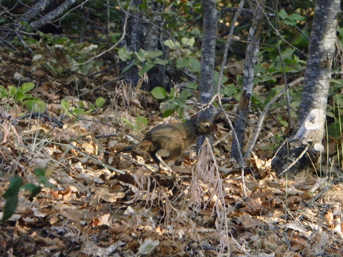 Braunkehltapaculo - ML315868941