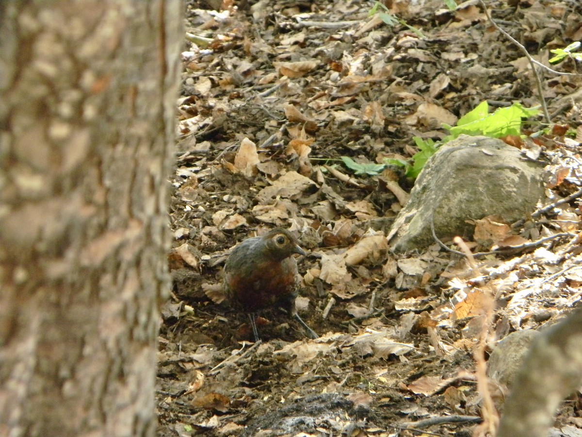 Braunkehltapaculo - ML315868951