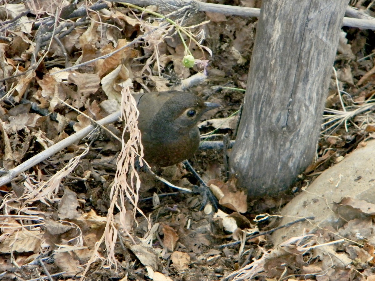 Chestnut-throated Huet-huet - Benito Rosende Godoy