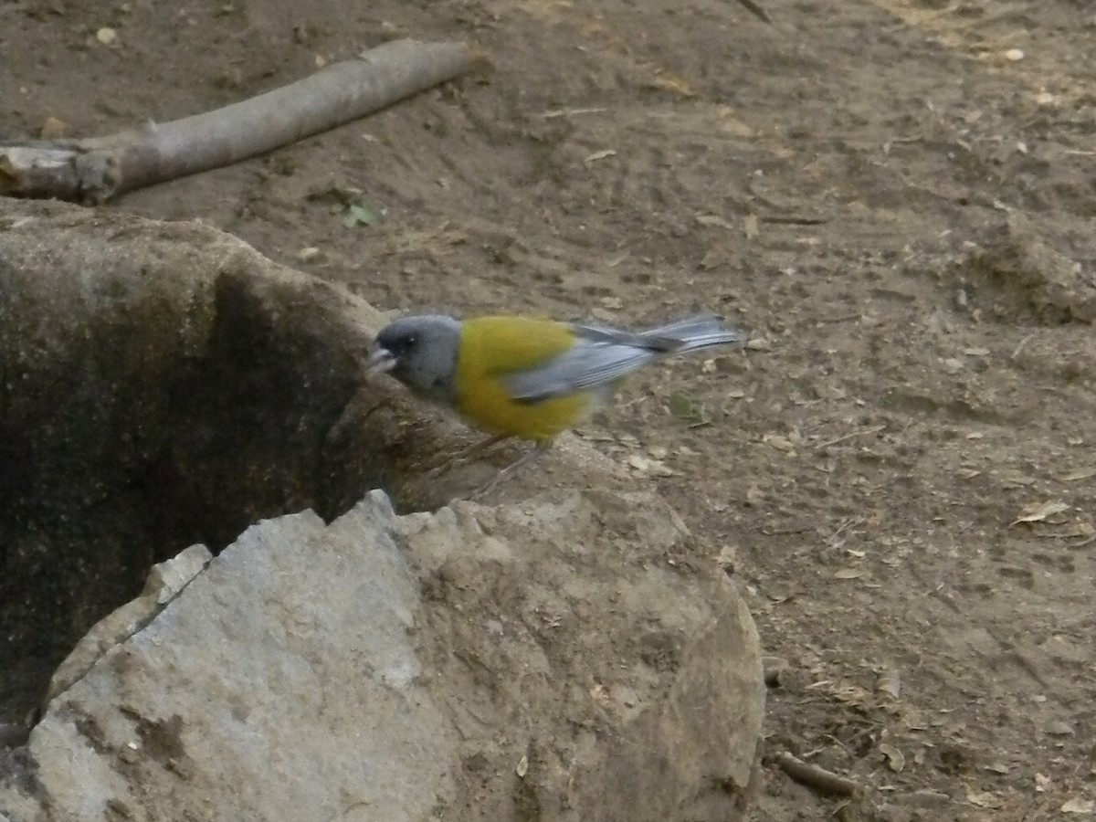 Gray-hooded Sierra Finch - ML315868991