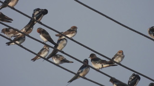 Streak-throated Swallow - ML315869371