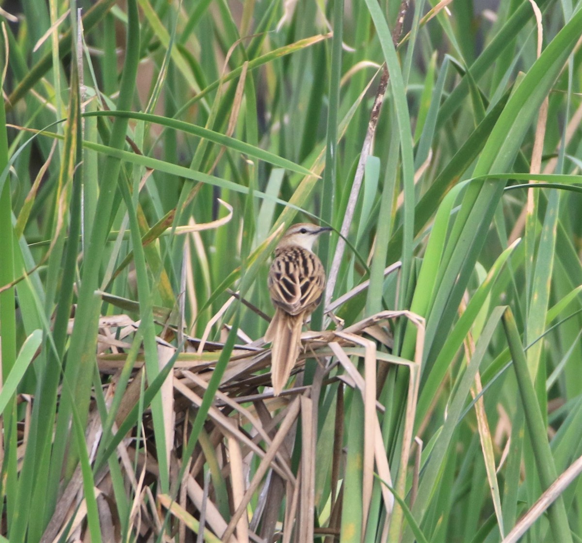 Striated Grassbird - Sudesh Kumar