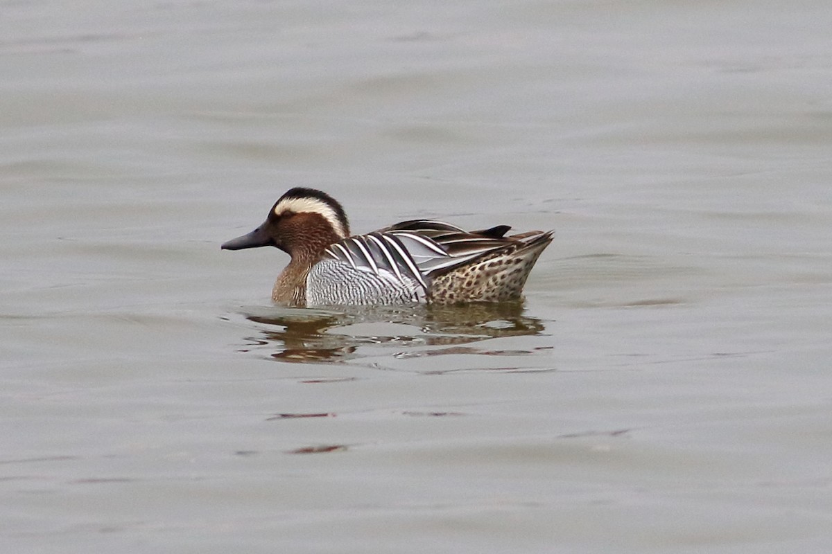 Garganey - ML315870481