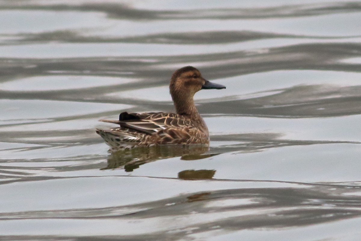 Garganey - ML315870491