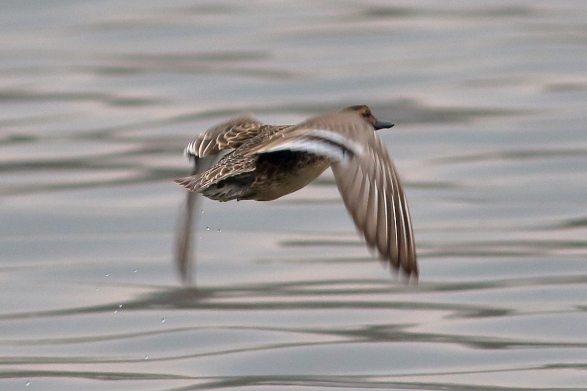 Garganey - ML315870511