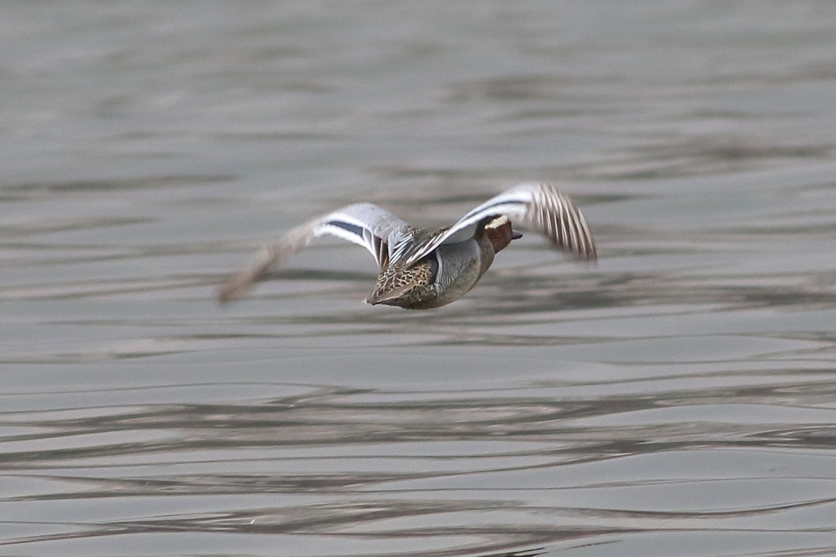 Garganey - ML315870531