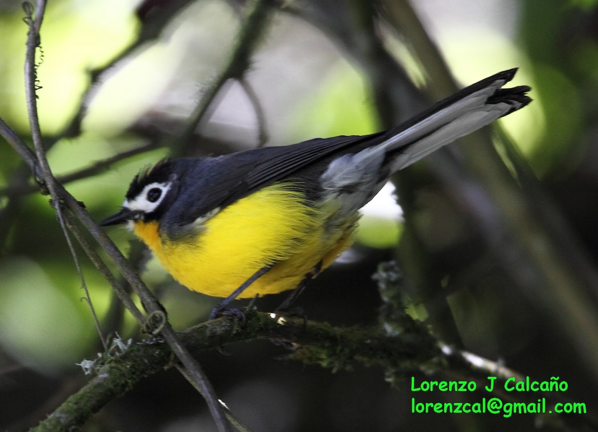 White-fronted Redstart - ML315871111