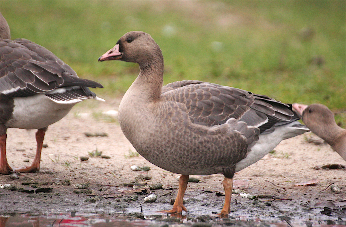 Greater White-fronted Goose - ML315871561