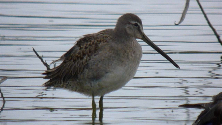 Long-billed Dowitcher - ML315871731