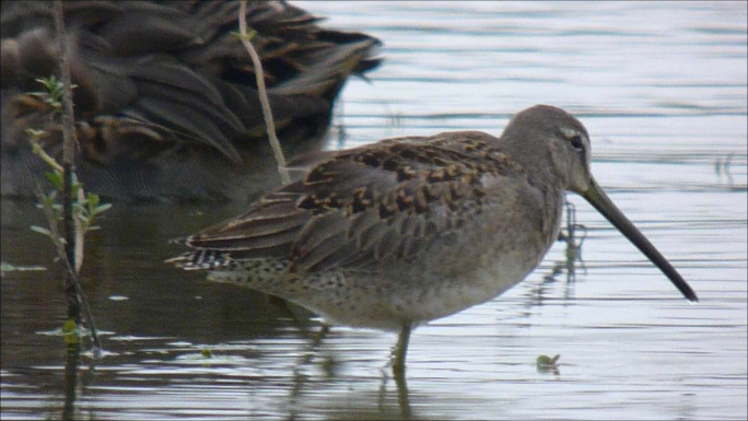 Long-billed Dowitcher - ML315871741