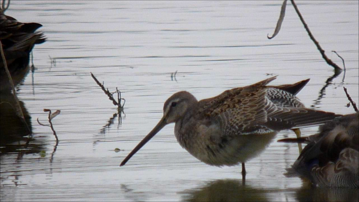 Long-billed Dowitcher - ML315871751
