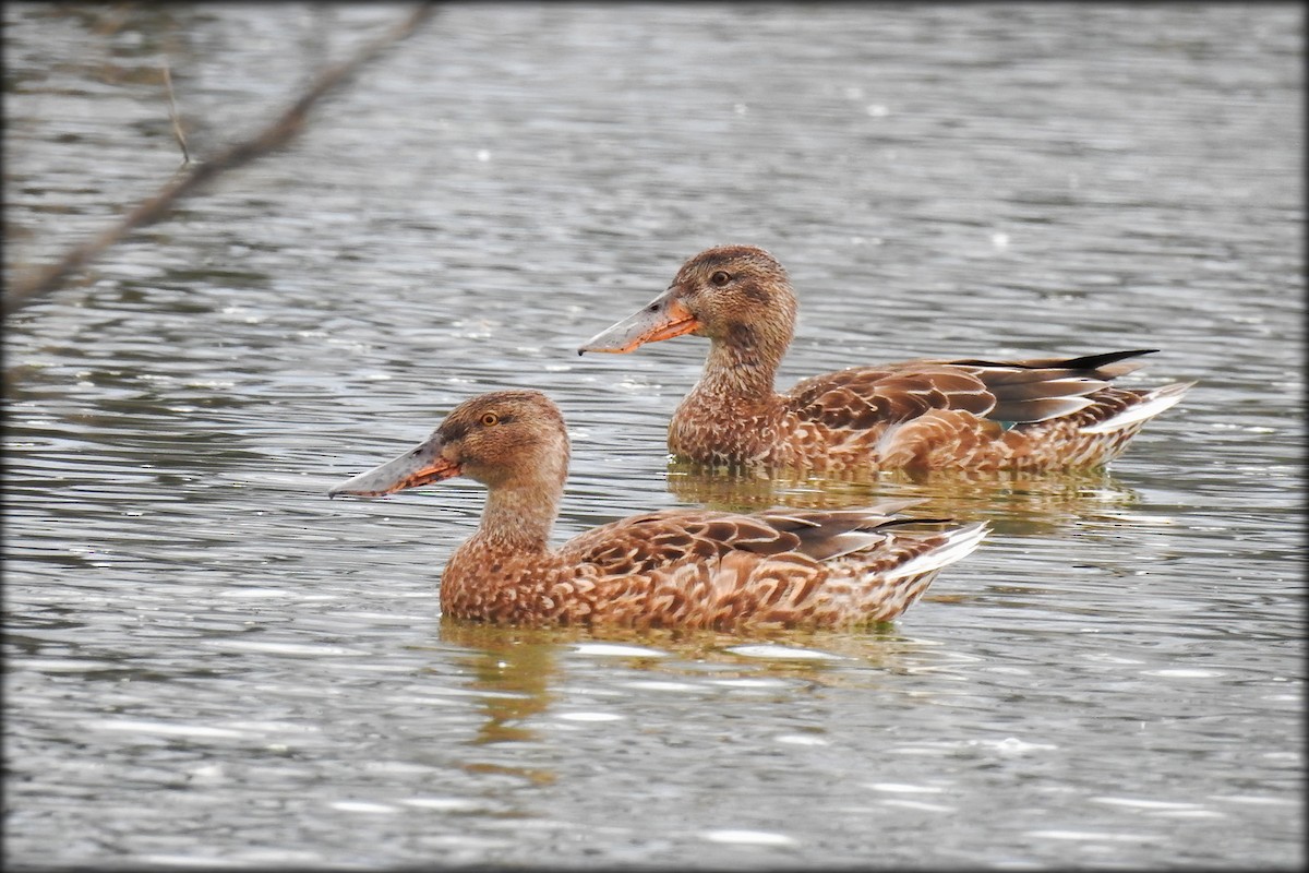 Northern Shoveler - Anonymous