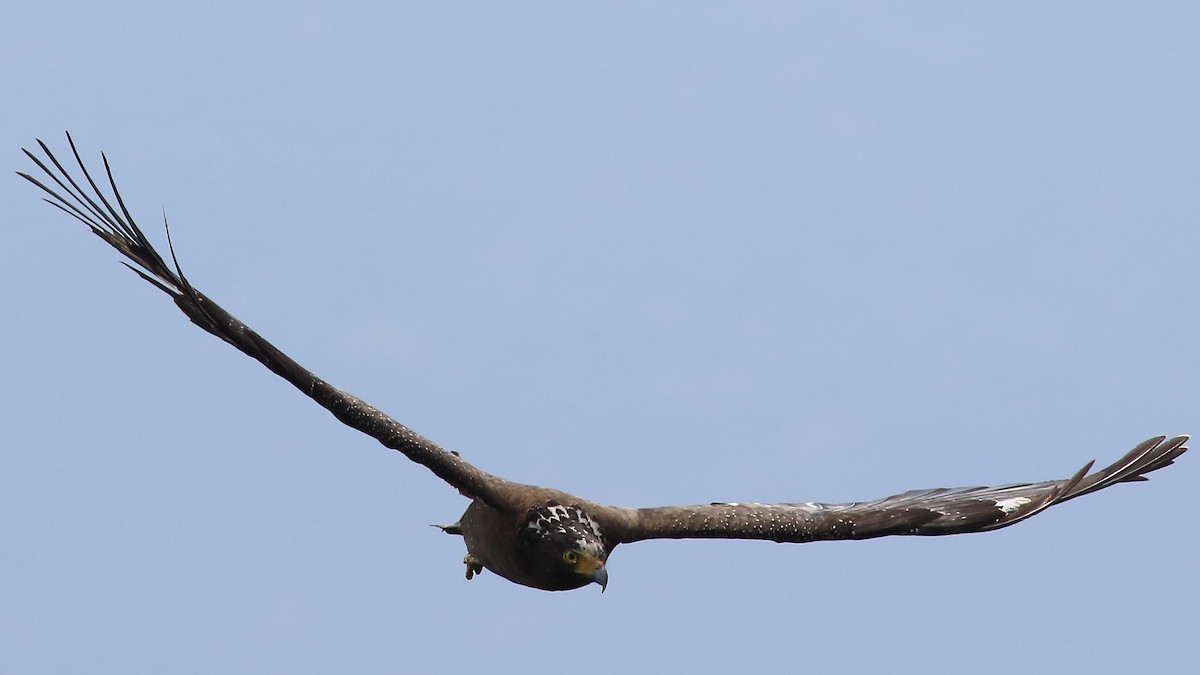 Crested Serpent-Eagle - ML315873651