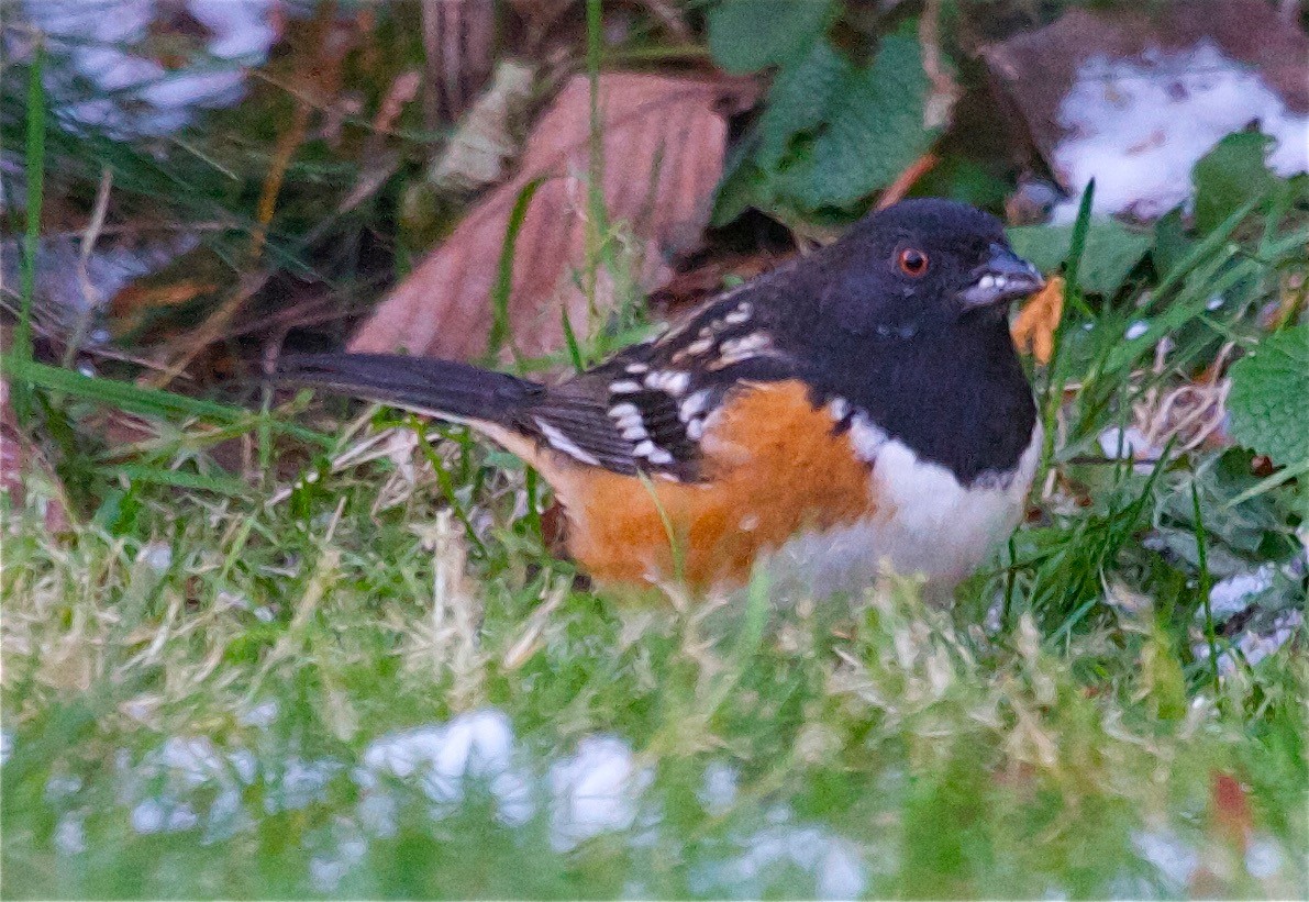 Spotted Towhee - ML31587391