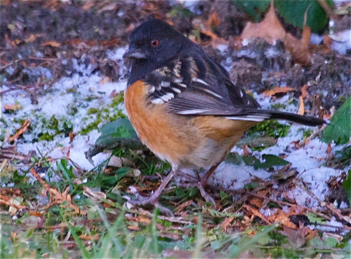 Spotted Towhee - ML31587401
