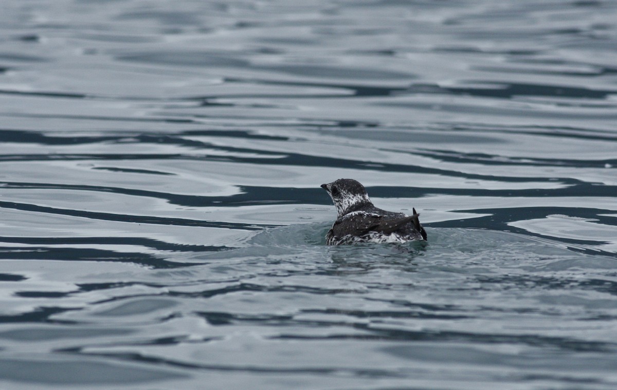 Kittlitz's Murrelet - ML31587431