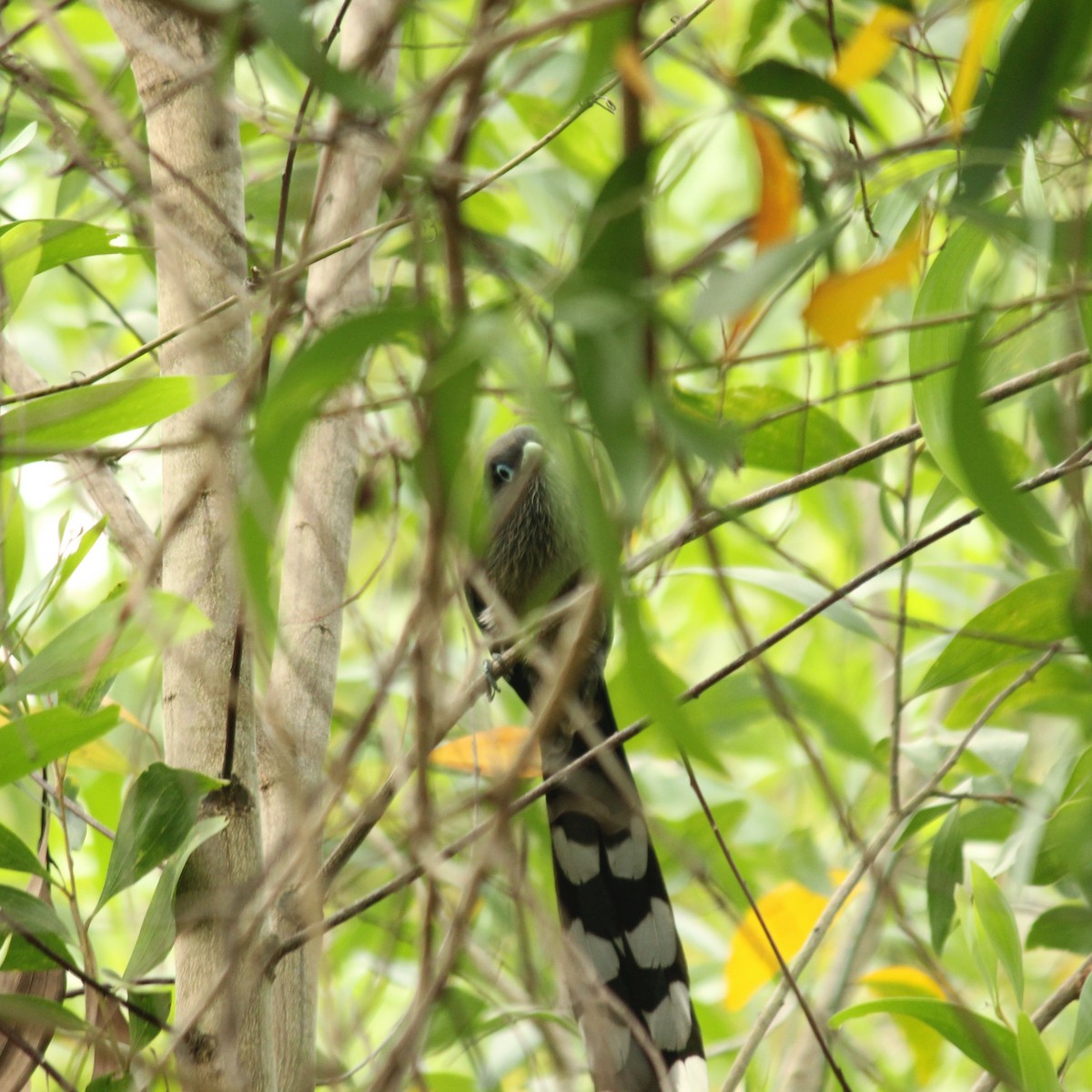 Malcoha Cariazul - ML315875781