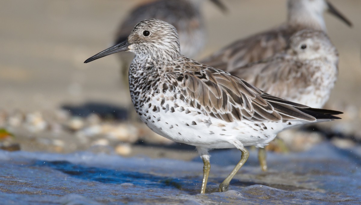 Great Knot - Nik Mulconray