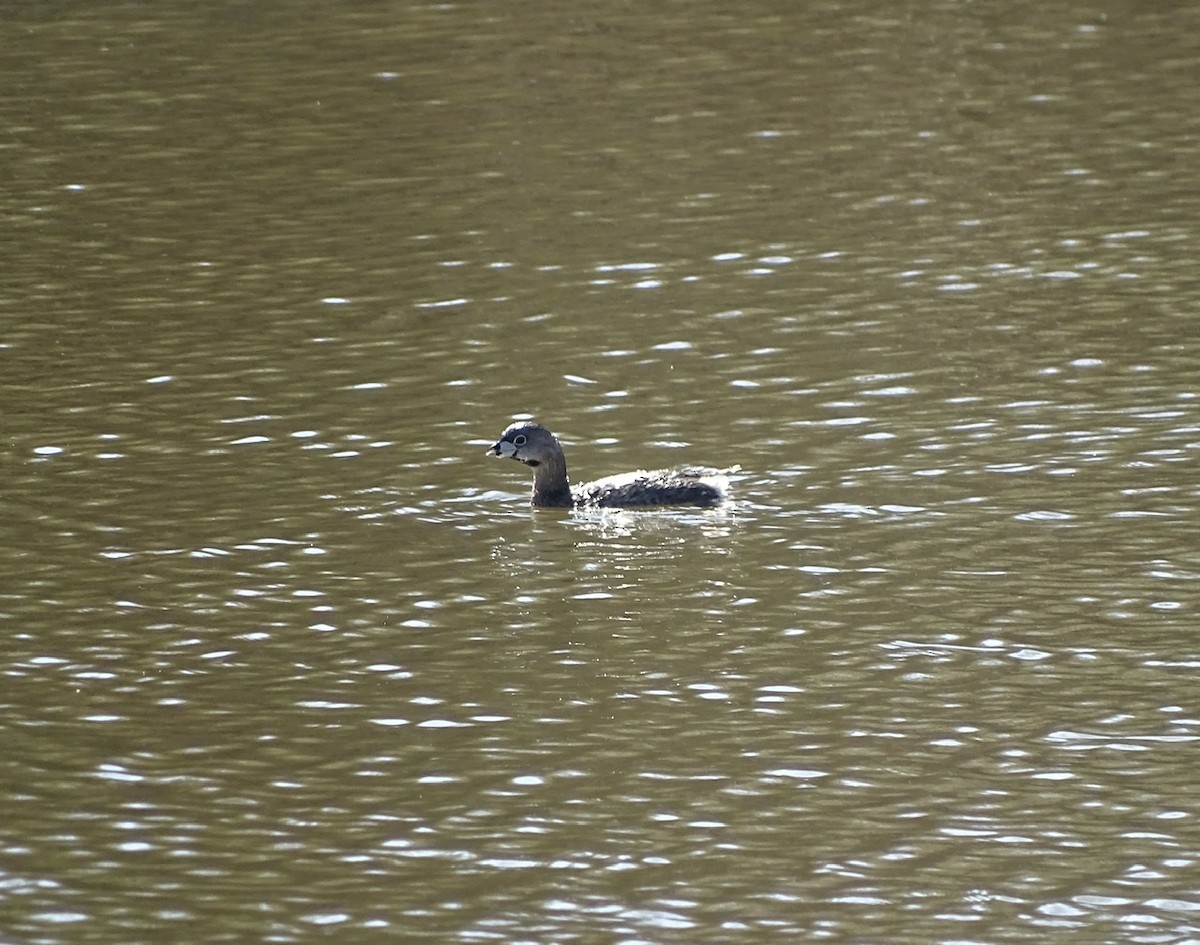 Pied-billed Grebe - ML315878151